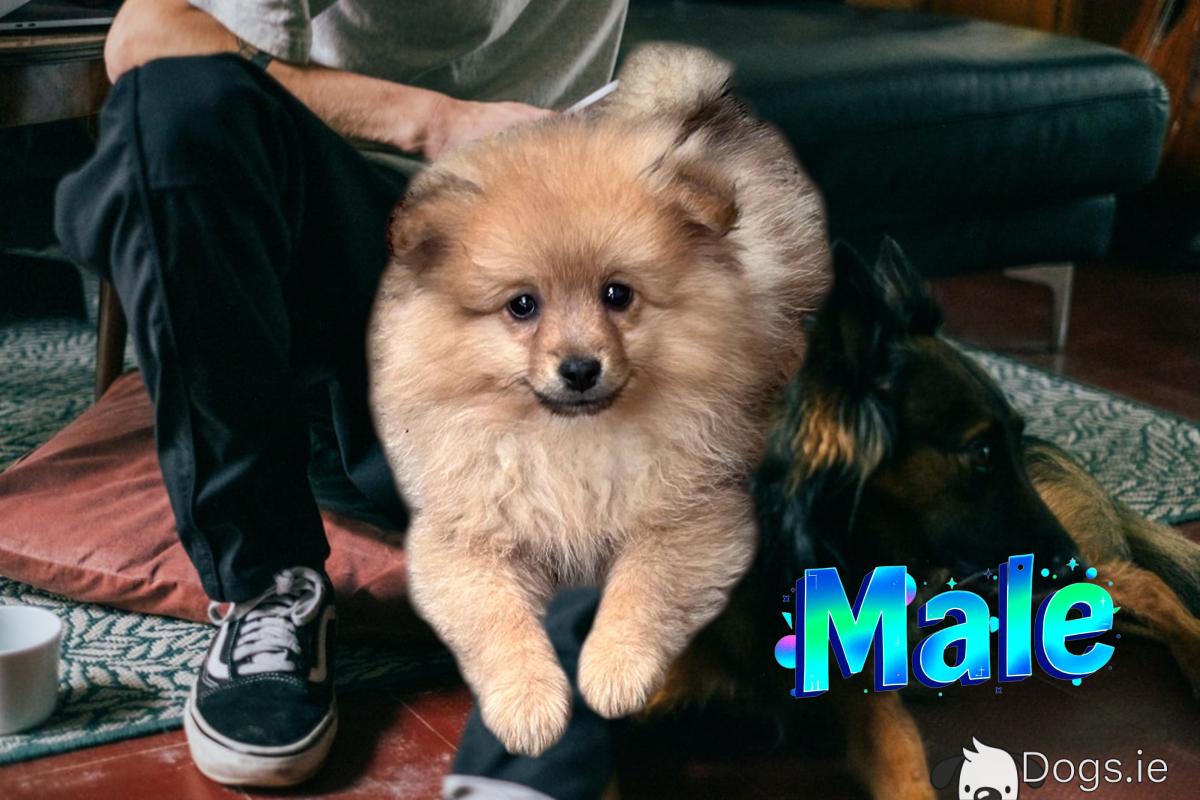 Puppy Kong Da Savage Type Of Dog Jake Paul Kong Logan's Dog