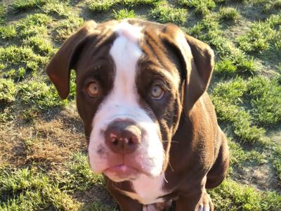 Old Thyme Old English Bulldog puppies in Louth