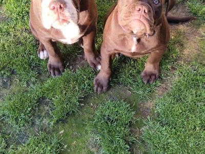 Old Thyme Old English Bulldog puppies in Louth