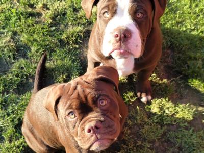 Old Thyme Old English Bulldog puppies in Louth