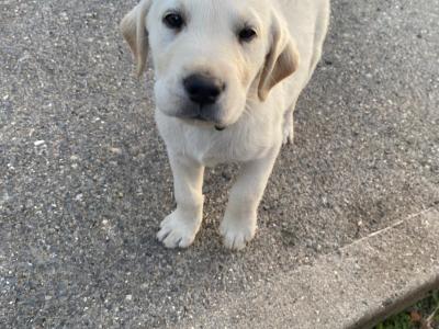 Female Labrador pup for sale in Limerick