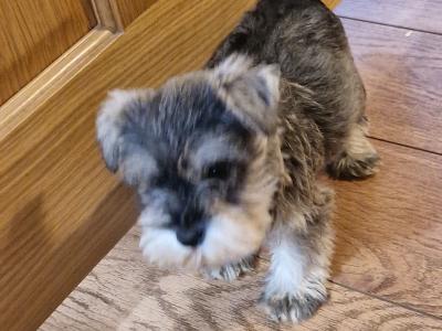 Miniature Schnauzer puppies in Wexford