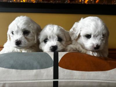 Pedigree IKC Registered Bichon Frise puppies for sale in Cork