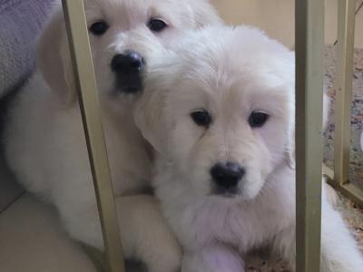 Stunning IKC Registered Golden Retriever puppies in Leitrim