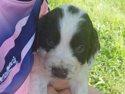 Sprocker puppies in Offaly