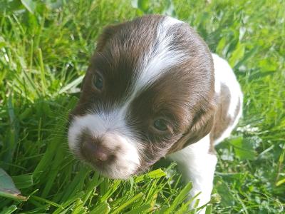 Sprocker puppies in Offaly