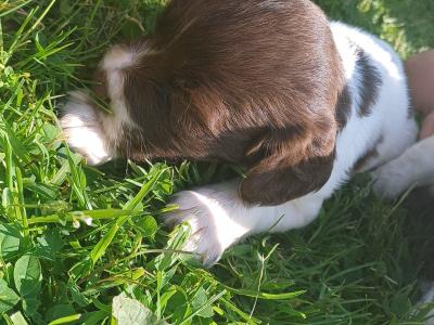 Sprocker puppies in Offaly