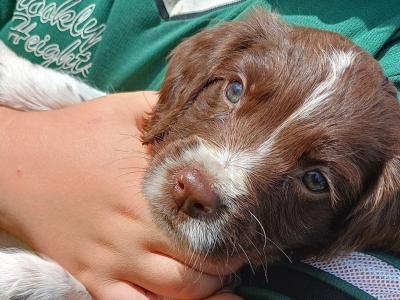 Sprocker puppies in Offaly