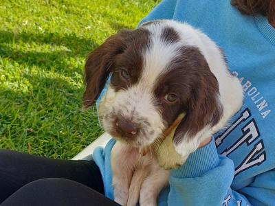 Sprocker puppies in Offaly