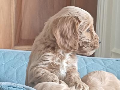 Cockapoo puppies for sale in Sligo