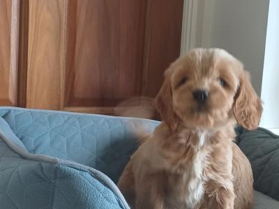 Cockapoo puppies for sale in Sligo
