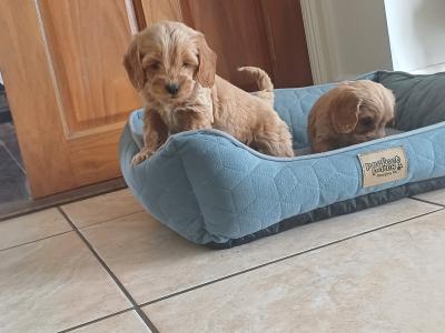 Cockapoo puppies for sale in Sligo