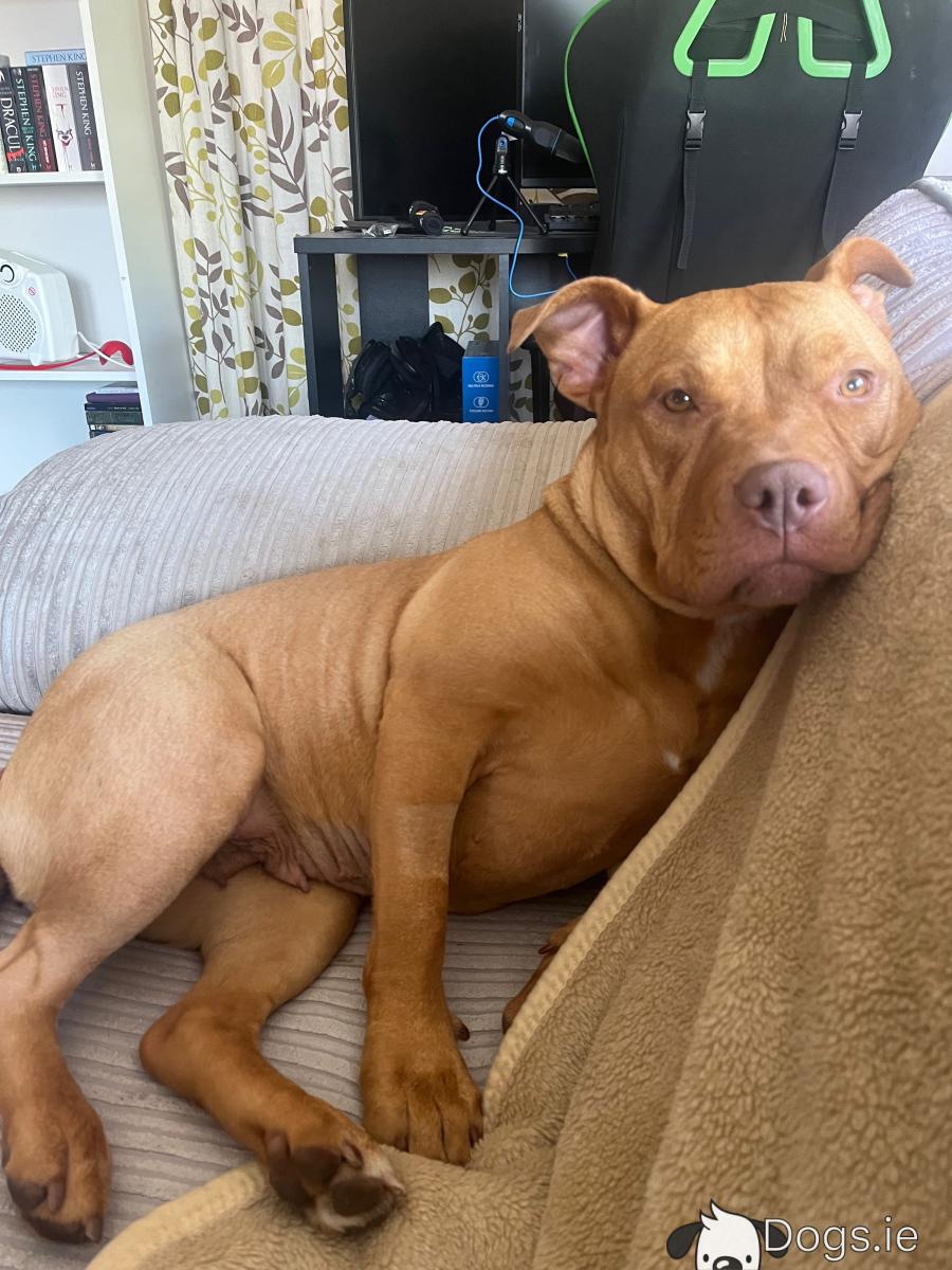 Red Nose English Staffy Information Staffordshire Bull Terrier