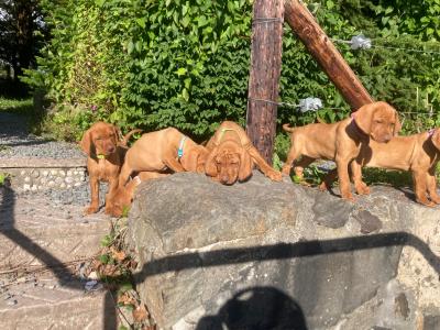 Pedigree Hungarian Vizsla puppies IKC registered for sale in Cork