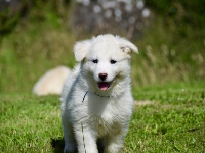 Yakutian Laika puppies in Mayo