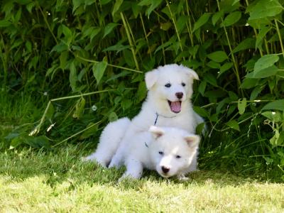 Yakutian Laika puppies in Mayo