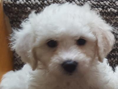 Purebred Bichon Frise puppies Dublin. Mam and Dad Family Pets Here to Be Seen