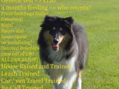 IKC Registered Rough Collie puppies in Dublin - Price On Application