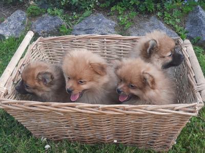 Beautiful Pomeranian puppies in Cork