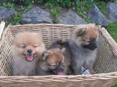 Beautiful Pomeranian puppies in Cork