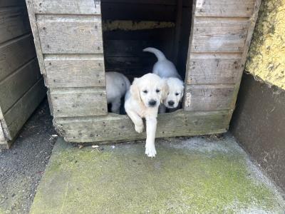 3 x Adorable Male purebred Golden Retriever puppies in Kildare