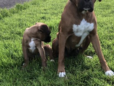 male Boxer puppy (ad will be removed when sold )