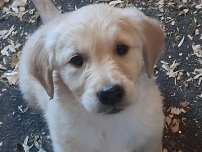 Beautiful Golden Retriever