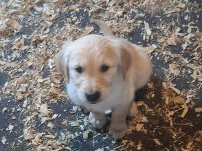 Beautiful Golden Retriever