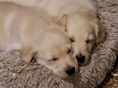 Beautiful Golden Retriever