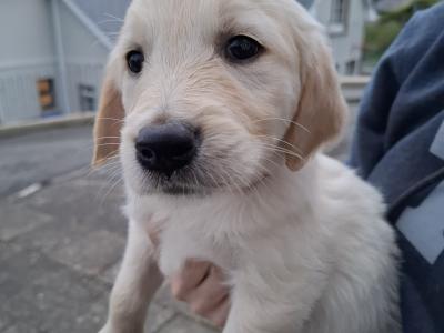 Beautiful Golden Retriever