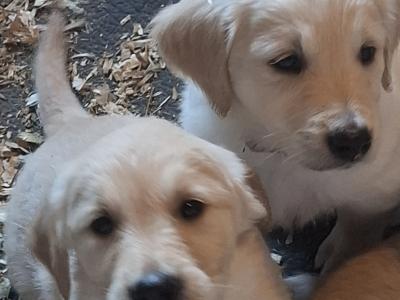 Beautiful Golden Retriever