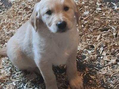 Beautiful Golden Retriever