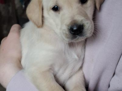 Beautiful Golden Retriever