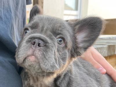 Pure breed French Bulldog puppies,both Parents Dnr Tested, both parents DWKC REGISTERED