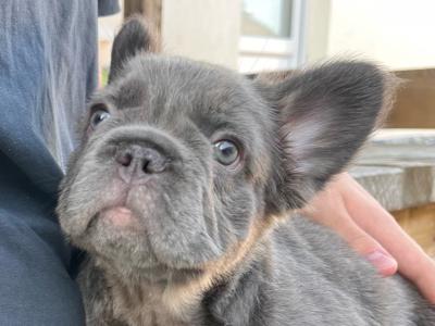 Purebred French Bulldog puppies in Laois. Both Parents Dnr Tested, both parents DWKC REGISTERED