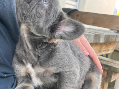 Pure breed French Bulldog puppies,both Parents Dnr Tested, both parents DWKC REGISTERED