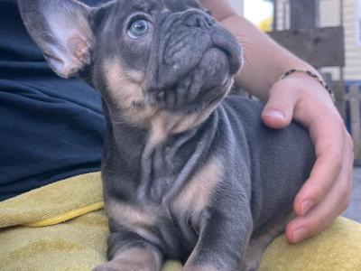 Pure breed French Bulldog puppies,both Parents Dnr Tested, both parents DWKC REGISTERED