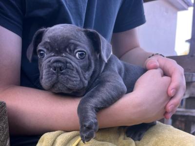 Pure breed French Bulldog puppies,both Parents Dnr Tested, both parents DWKC REGISTERED
