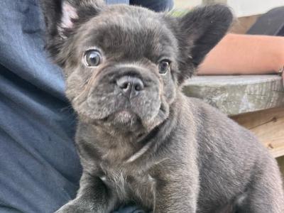 Pure breed French Bulldog puppies,both Parents Dnr Tested, both parents DWKC REGISTERED