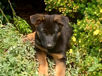 IKC Registered German Shepherd puppies in Westmeath