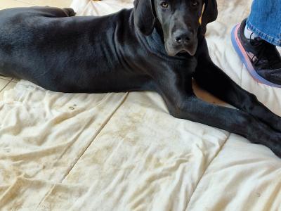 Purebred Great Dane puppies in Galway 1 male  left