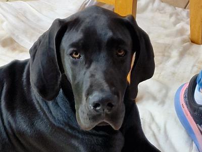 Purebred Great Dane puppies in Galway, 1 male  left