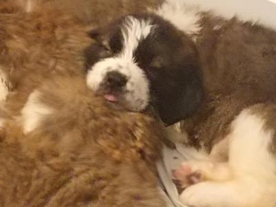 Beautiful St Bernard puppies in Wicklow
