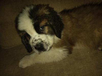 Beautiful St Bernard puppies in Wicklow