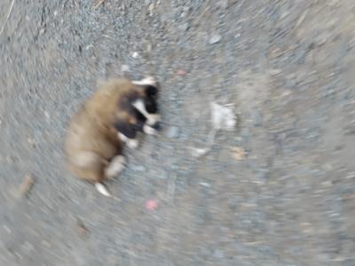Beautiful St Bernard puppies in Wicklow