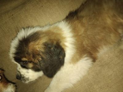 Beautiful St Bernard puppies in Wicklow