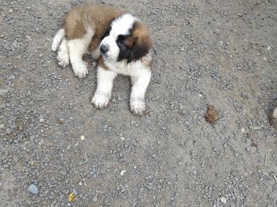 Beautiful St Bernard puppies in Wicklow