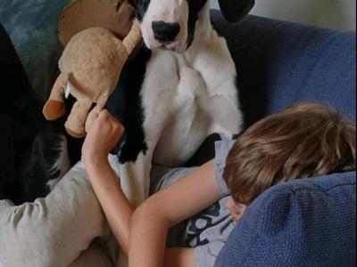 Pedigree IKC Registered Mantle Great Dane girl in Sligo looking for 5 star home