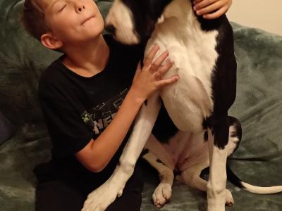Pedigree IKC Registered Mantle Great Dane girl in Sligo looking for 5 star home