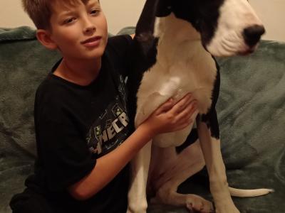 Pedigree IKC Registered Mantle Great Dane girl in Sligo looking for 5 star home